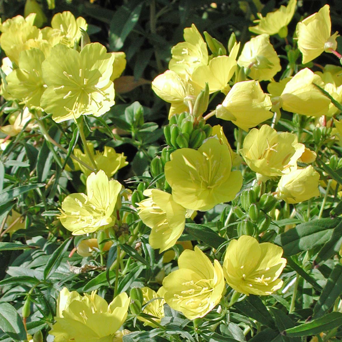 Oenothera fruticosa Sundrops