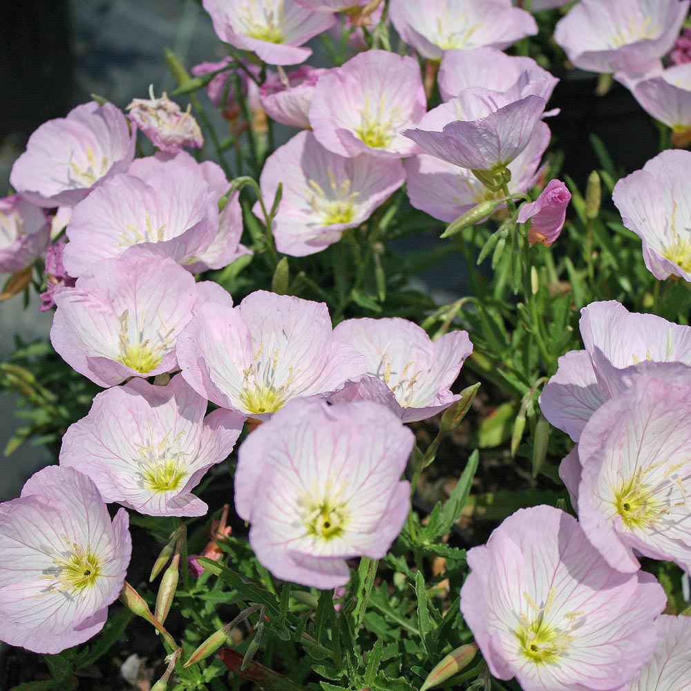 Oenothera speciosa 'Siskiyou' Evening Primrose