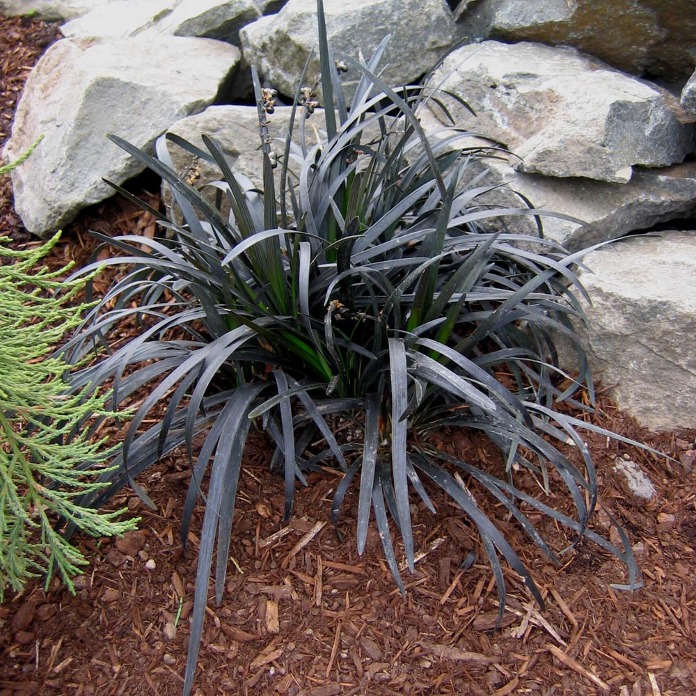 Ophiopogon 'Ebony Knight' Black Mondo Grass