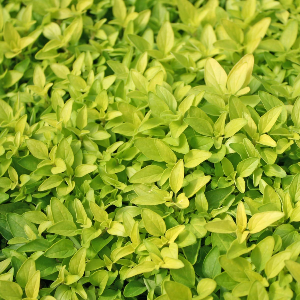 Origanum vulgare 'Aureum' Golden Oregano