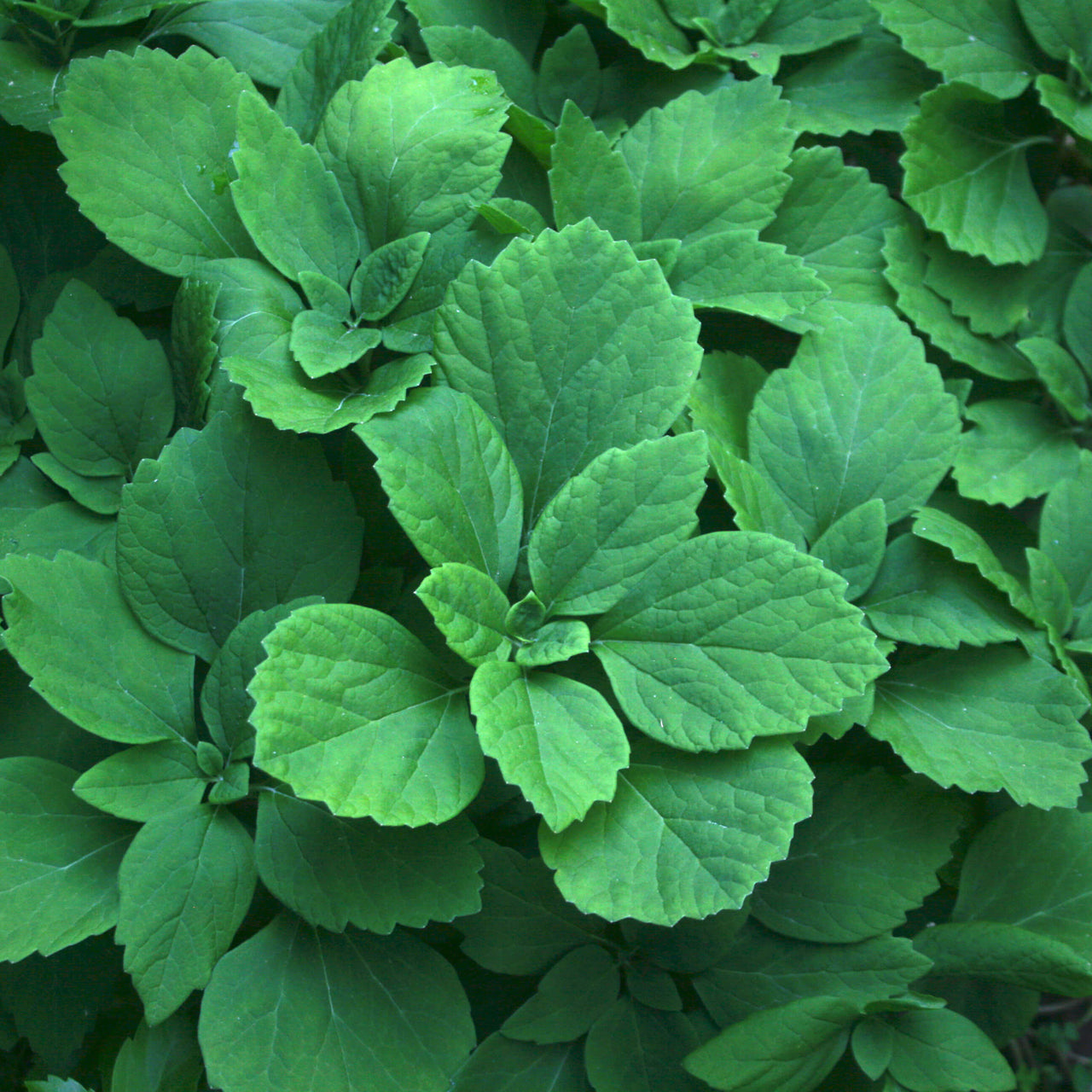 Pachysandra procumbens Allegheny Spurge