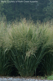 Panicum Northwind Switch Grass
