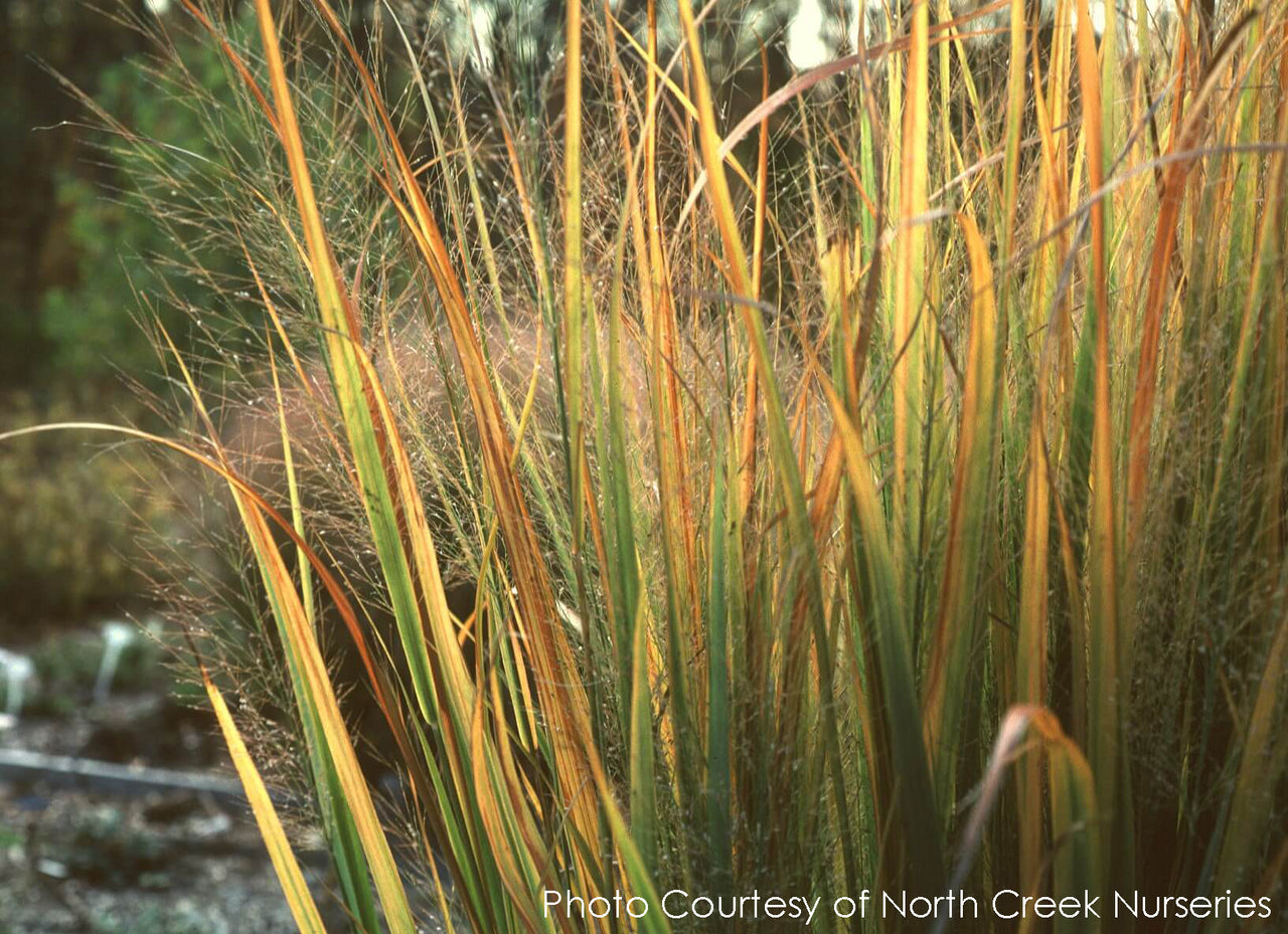 Panicum Northwind Switch Grass