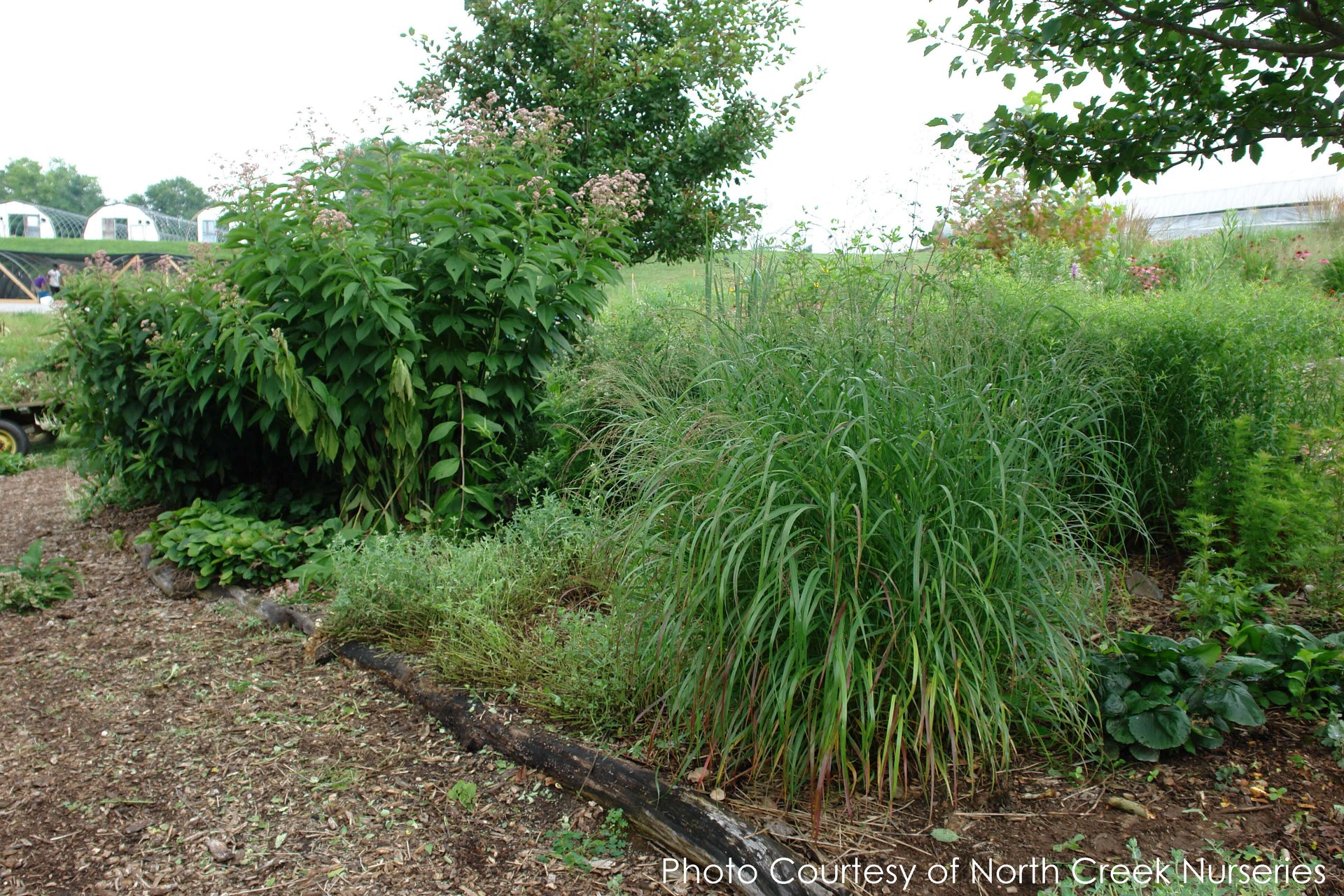 Panicum Shenandoah Switch Grass