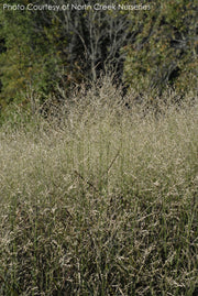 Panicum Shenandoah Switch Grass