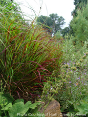 Panicum Shenandoah Switch Grass