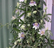 Passiflora caerulea Waterloo Blue Passionflower