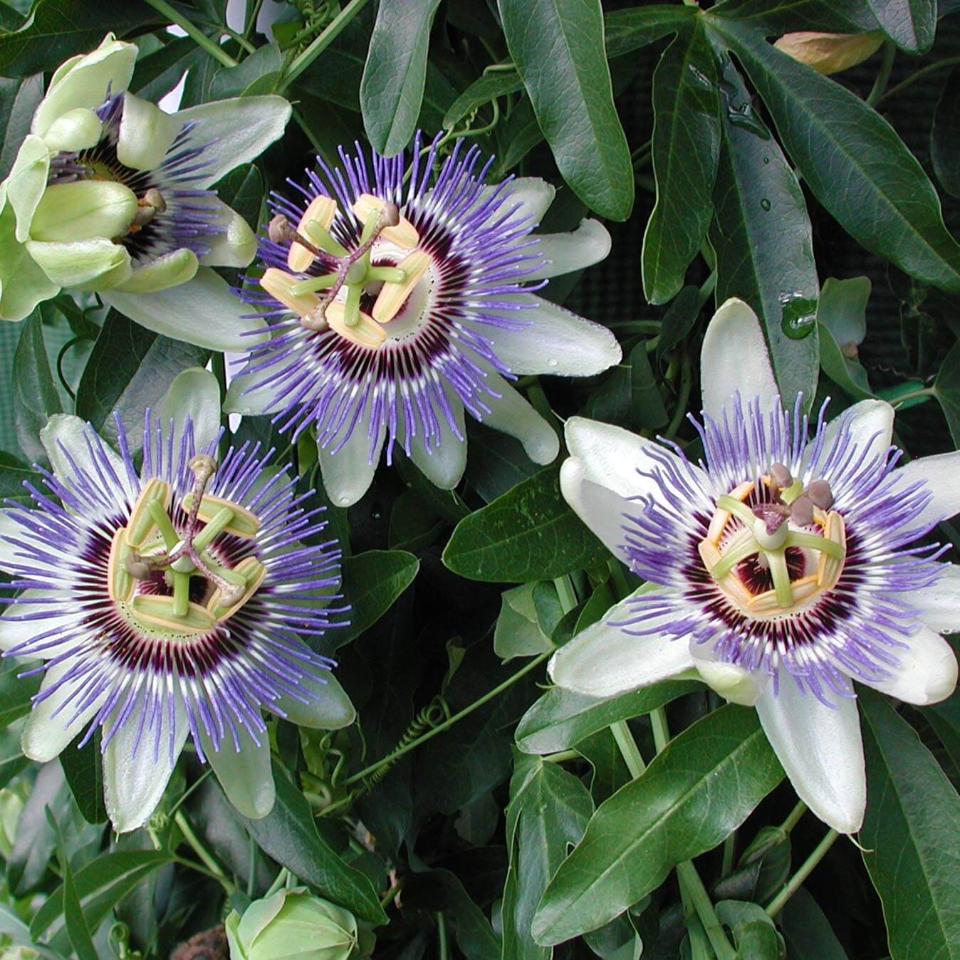 Passiflora caerulea Waterloo Blue Passionflower