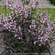 Penstemon Blackbeard Beardtongue
