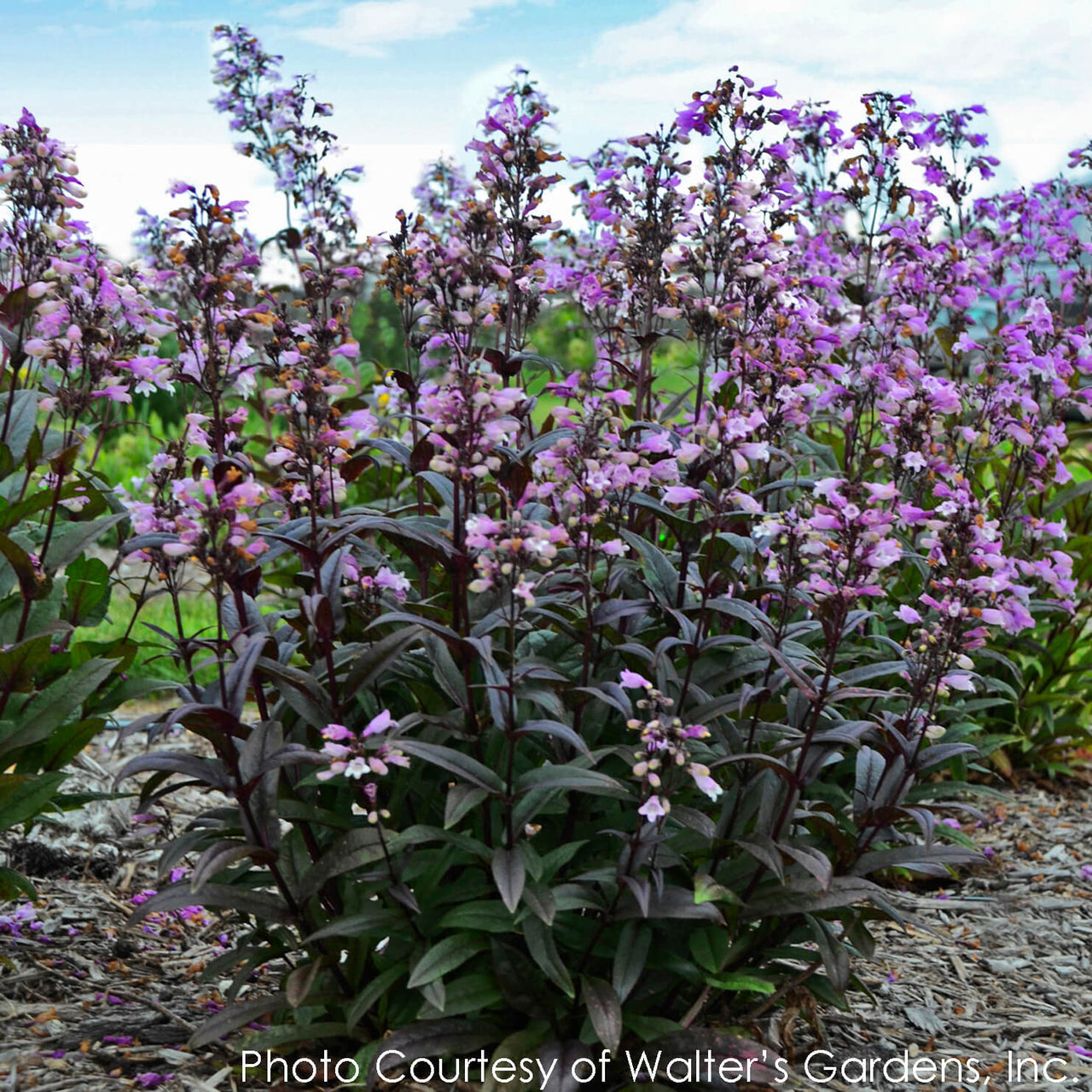 Penstemon Blackbeard Beardtongue