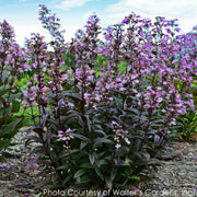 Penstemon Blackbeard Beardtongue