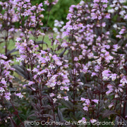 Penstemon Blackbeard Beardtongue