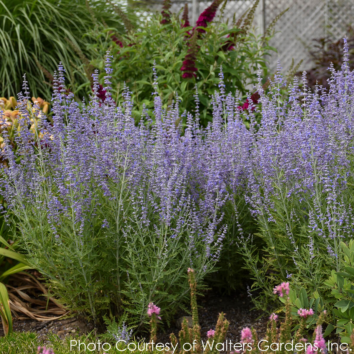 Perovskia Blue Jean Baby Russian Sage