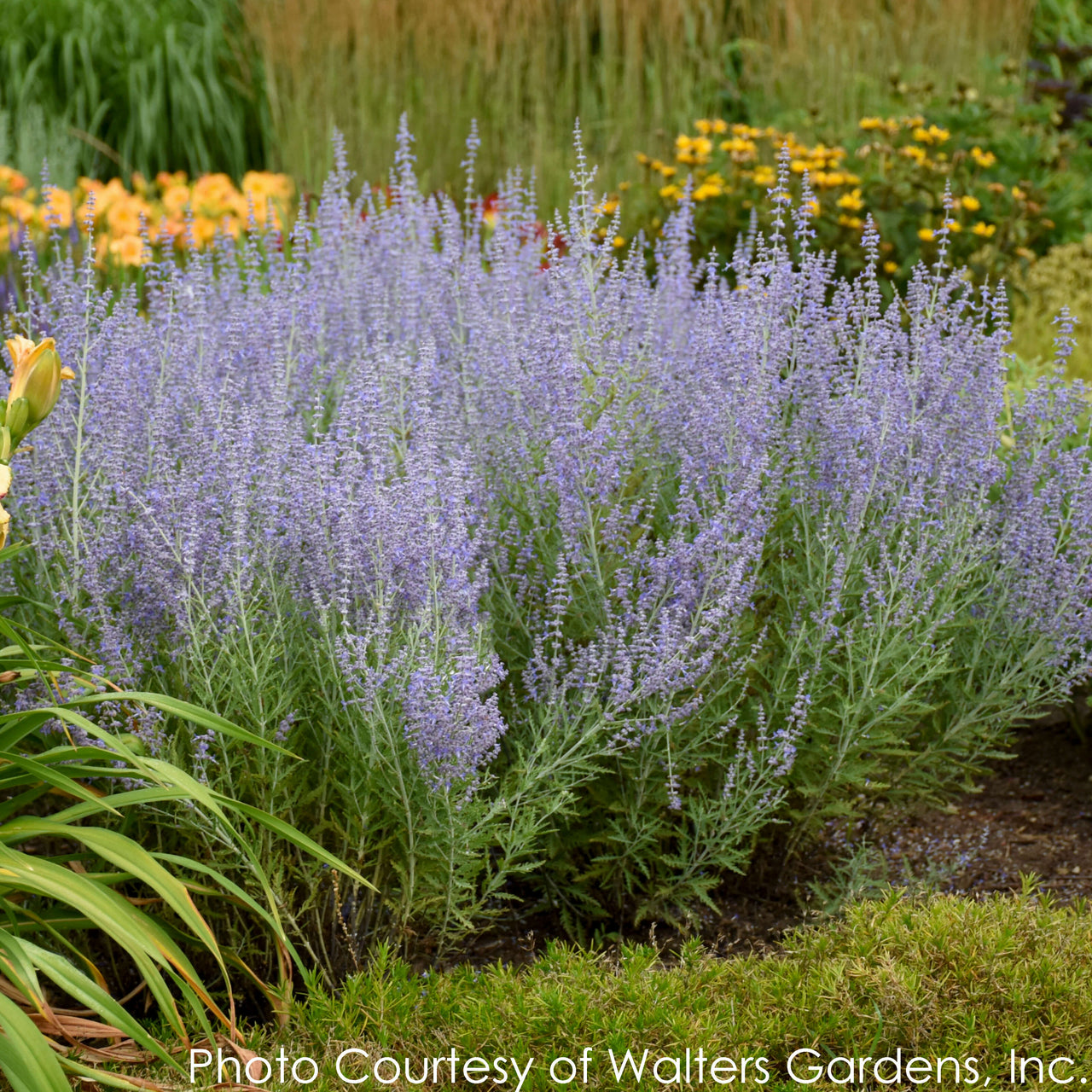 Perovskia Blue Jean Baby Russian Sage