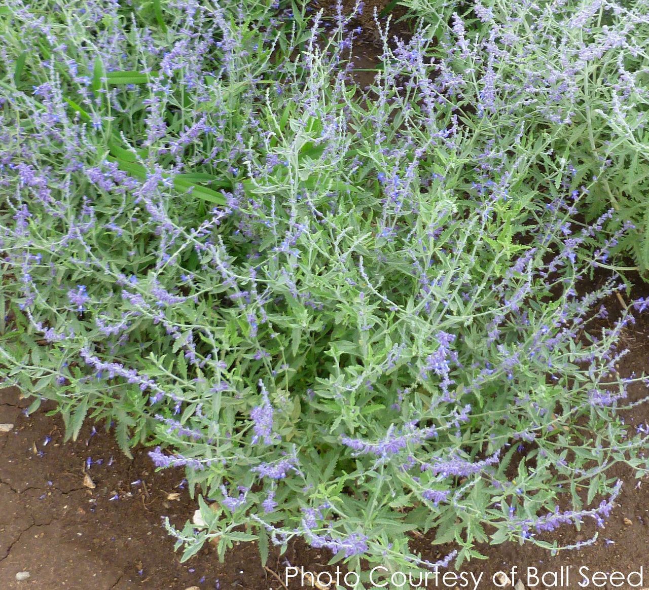 Perovskia Crazy Blue Russian Sage