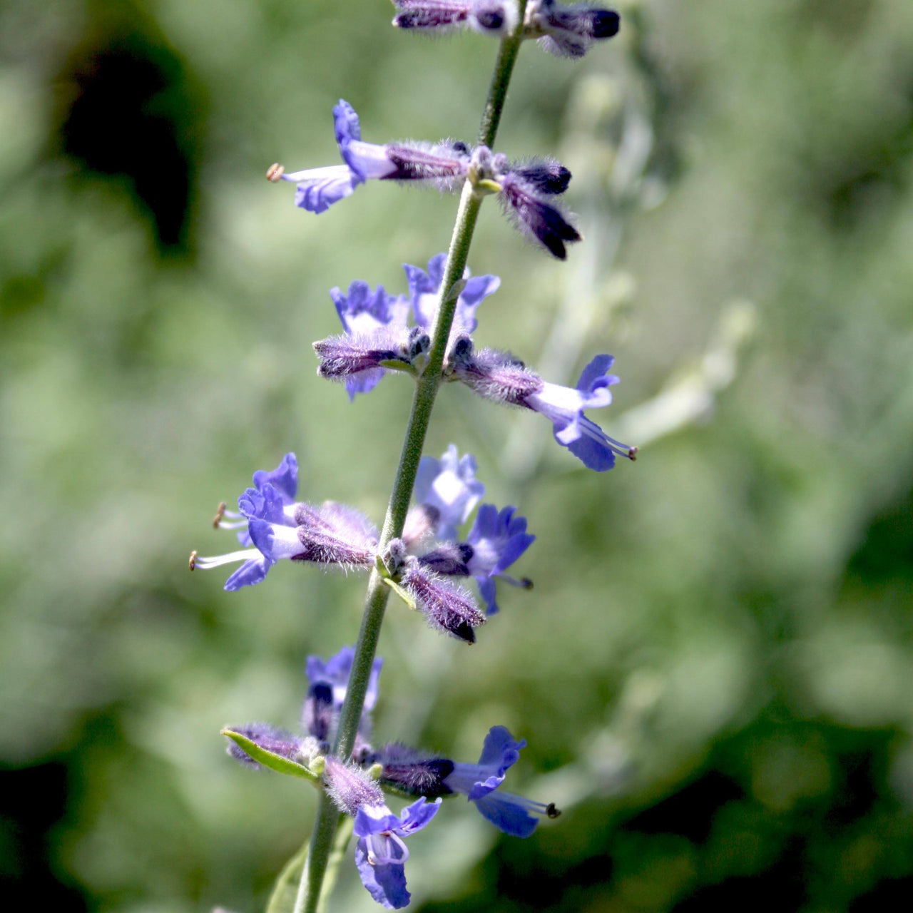 Perovskia Crazy Blue Russian Sage