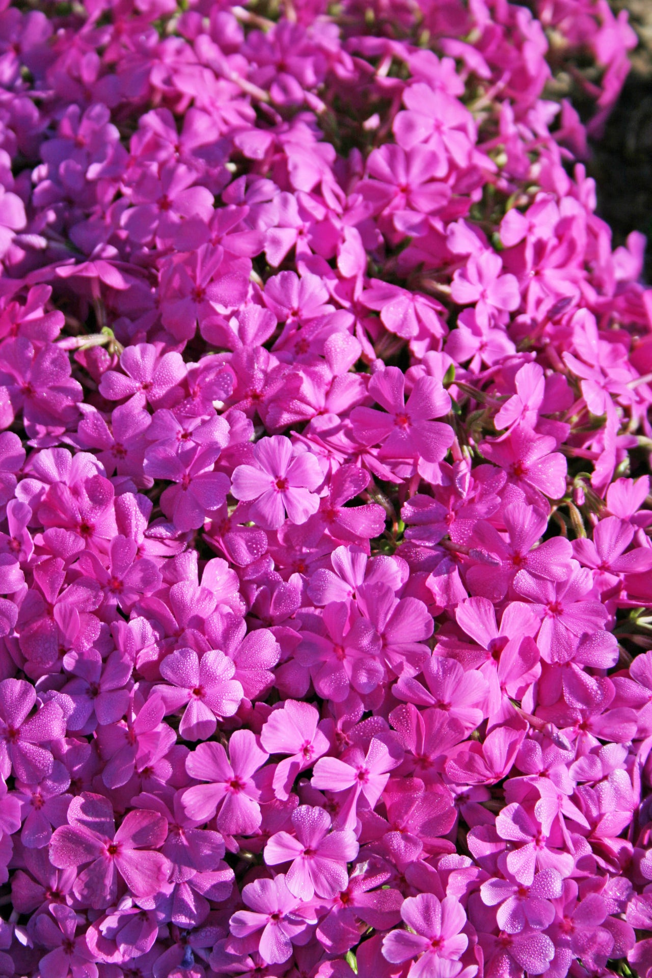 Phlox subulata Drummond's Pink Creeping Phlox for sale 