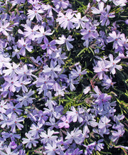 Phlox subulata Emerald Blue Creeping Phlox for sale