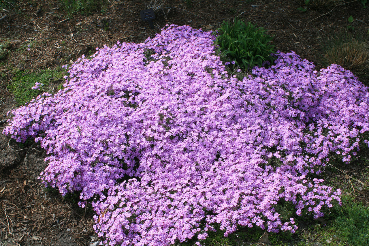 Phlox subulata Fort Hill Creeping Phlox for sale