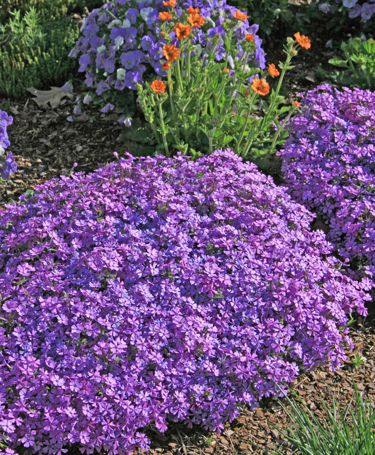 Phlox subulata Purple Beauty Creeping Phlox for sale 