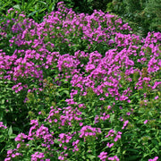 Phlox paniculata Robert Poore Summer Phlox for sale