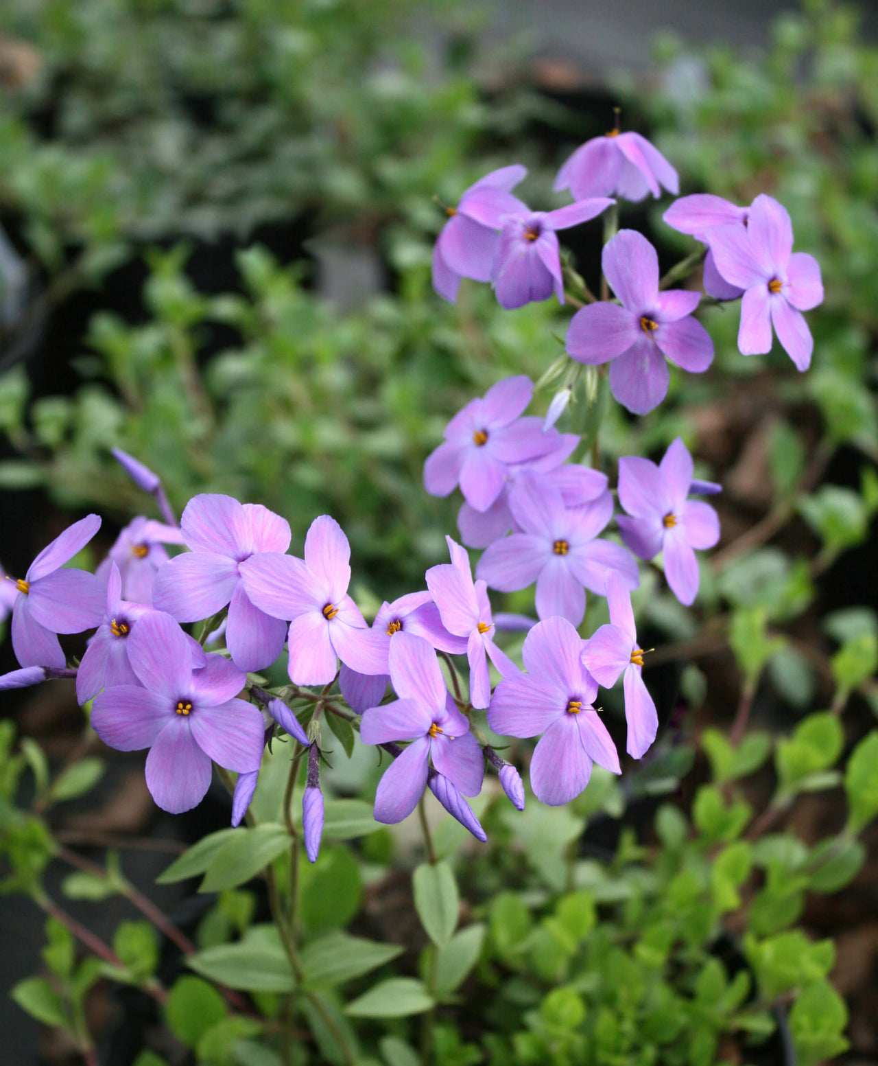 Phlox stolonifera Sherwood Purple Creeping Woodland Phlox for sale 