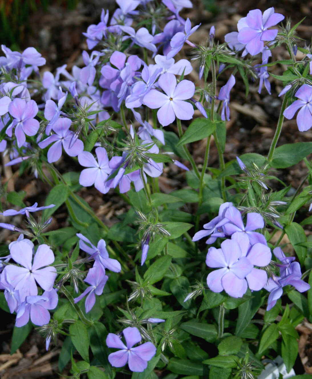 ◾️ヘレンド◾️フラワーブルーリボン/エレガントウォールクロック/定価12万円 Woodland Phlox 'Blue Moon' – Bella Jardins Boutique