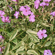 Phlox x procumbens Variegata Variegated Trailing Phlox for sale