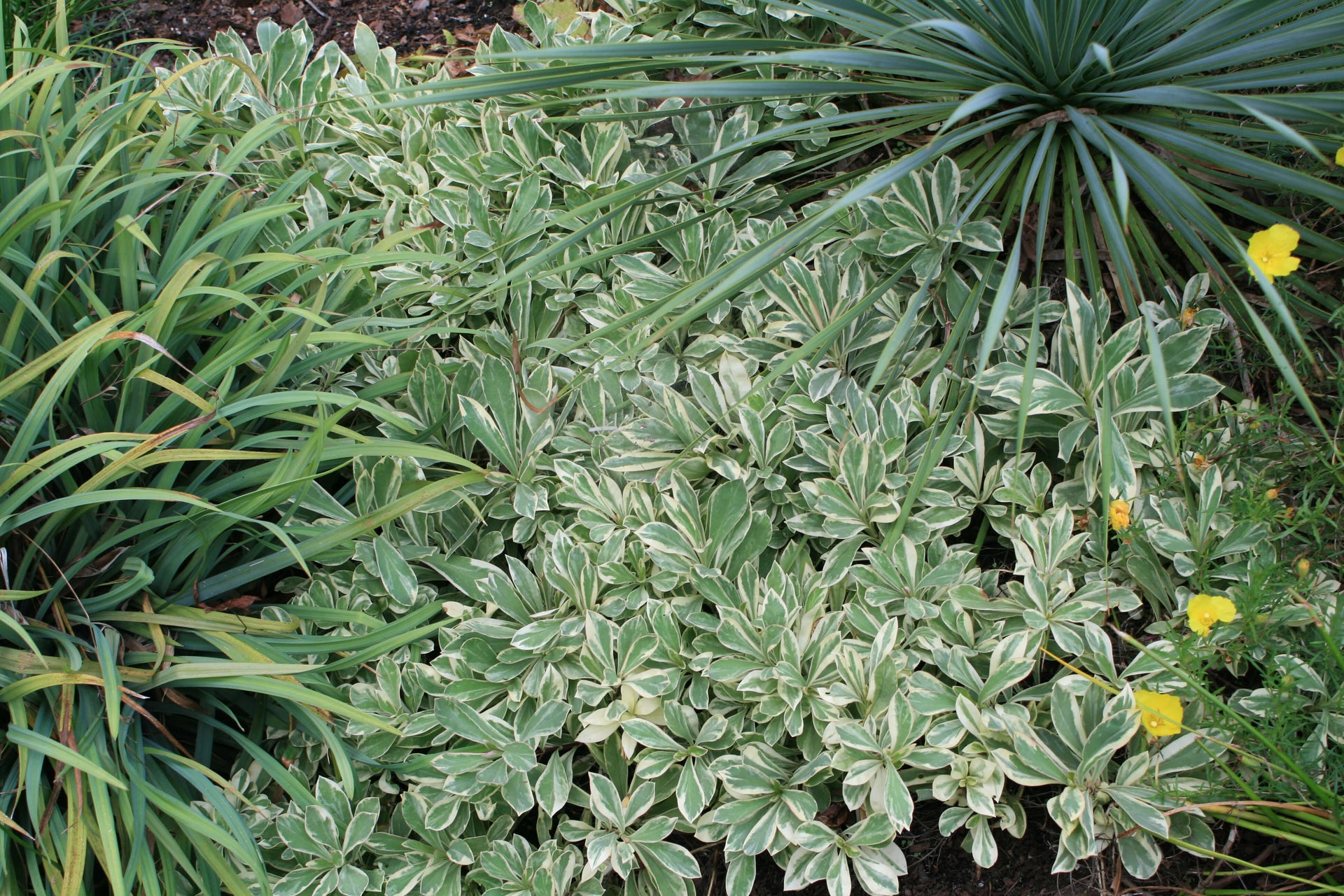 Phlox x procumbens Variegata Variegated Trailing Phlox for sale