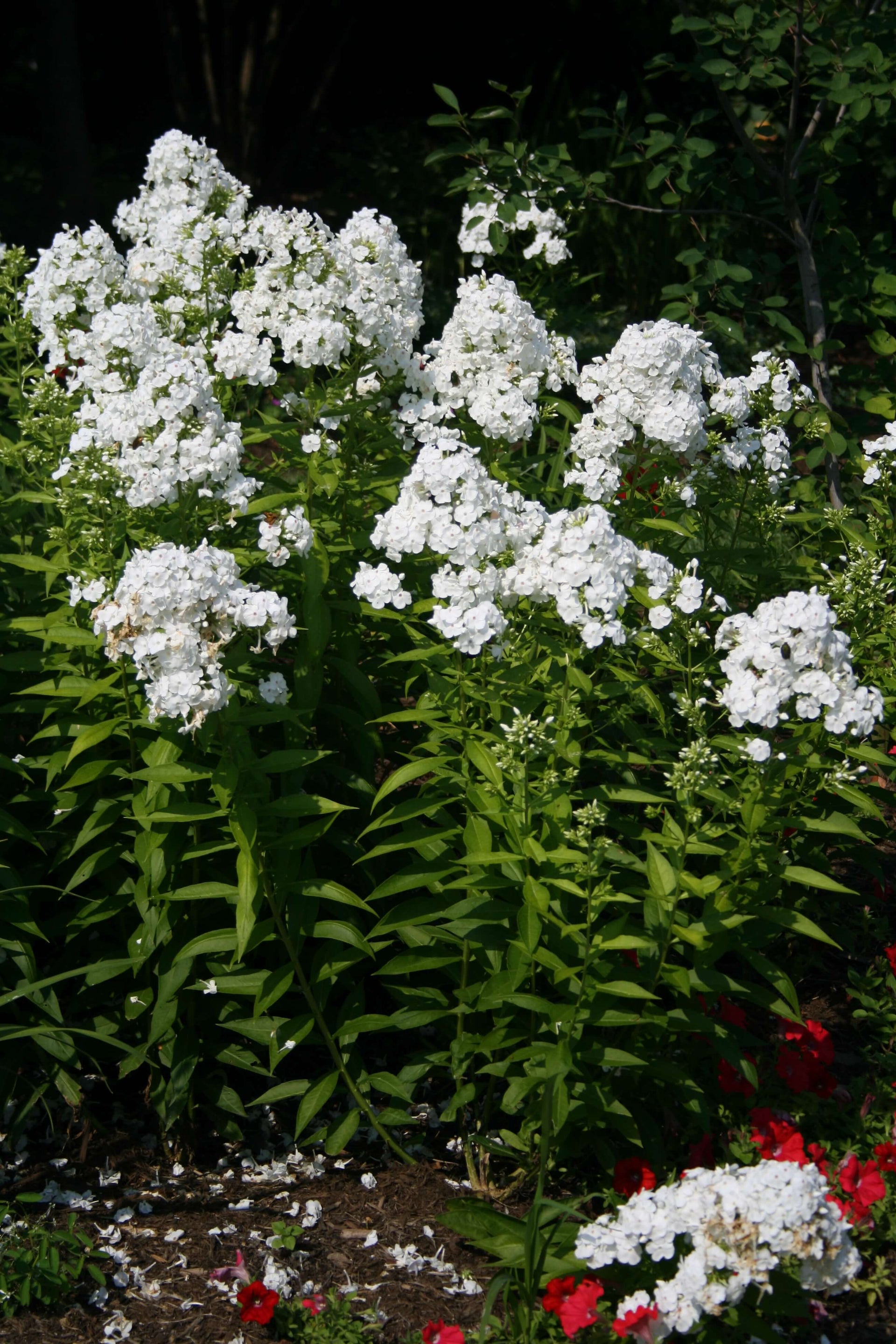 Phlox paniculata David Summer Phlox for sale