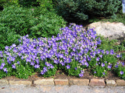 Platycodon grandiflorus Sentimental Blue Balloon Flower for sale