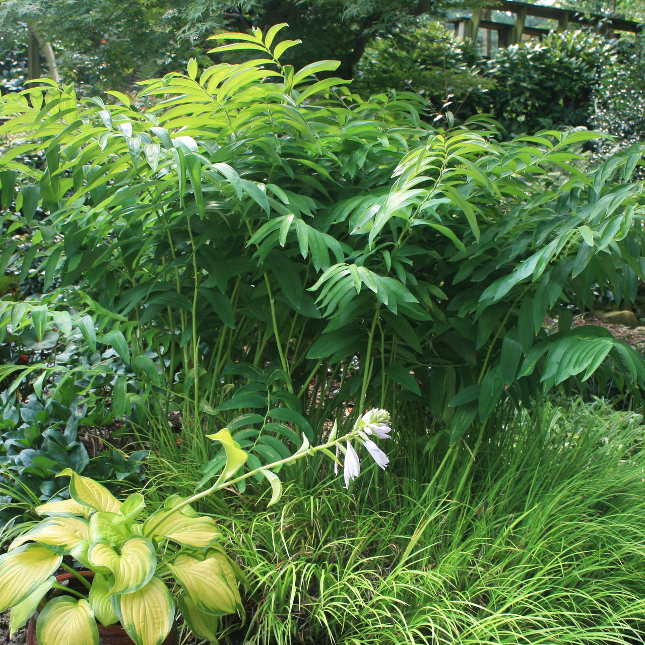 Polygonatum biflorum Commutatum Great Solomon's Seal for sale 