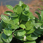 Polygonatum humile Dwarf Solomon's Seal for sale