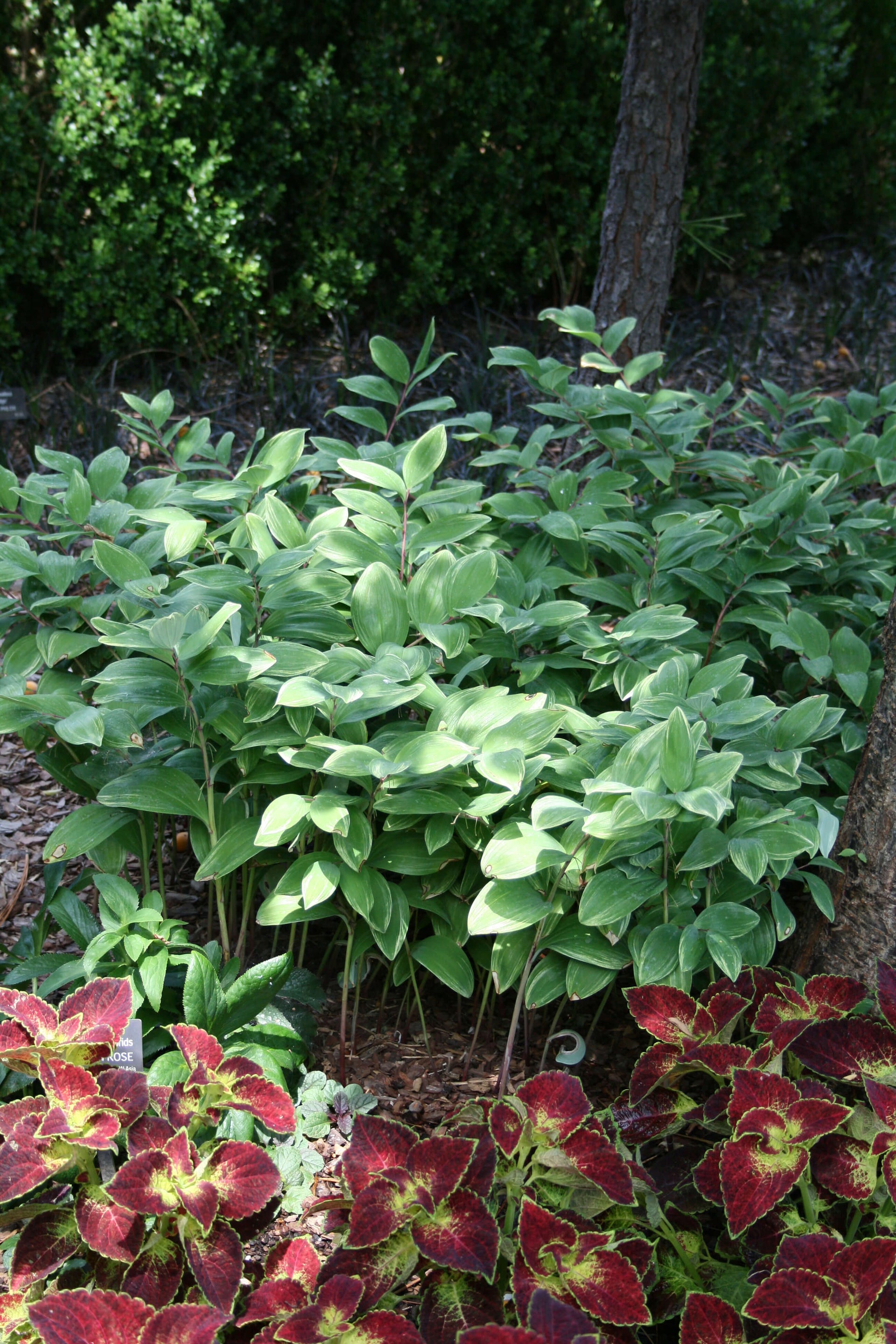 solomon plant succulent Polygonatum odoratum 'Variegatum' Variegated Solomon's Seal