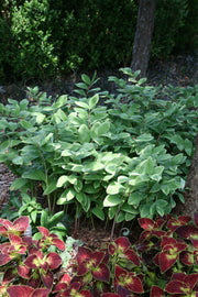 Polygonatum odoratum Variegatum Variegated Solomon's Seal for sale 