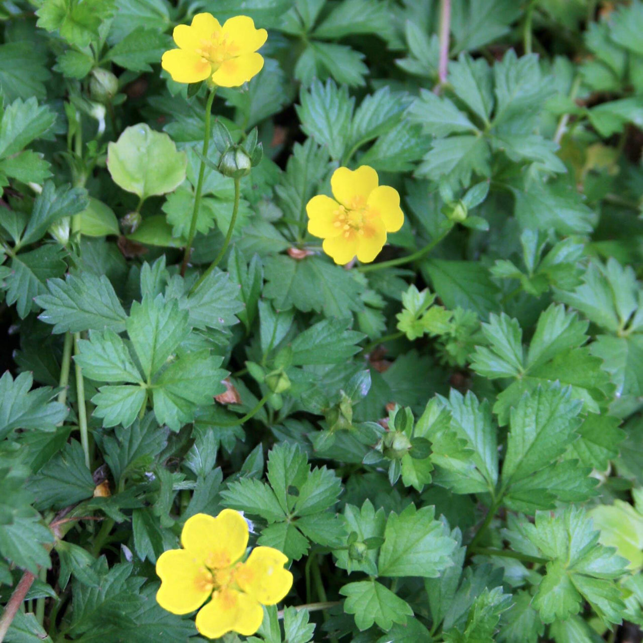 Potentilla neumanniana Cinquefoil