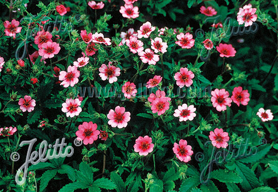 Potentilla Shogran Nepal Cinquefoil