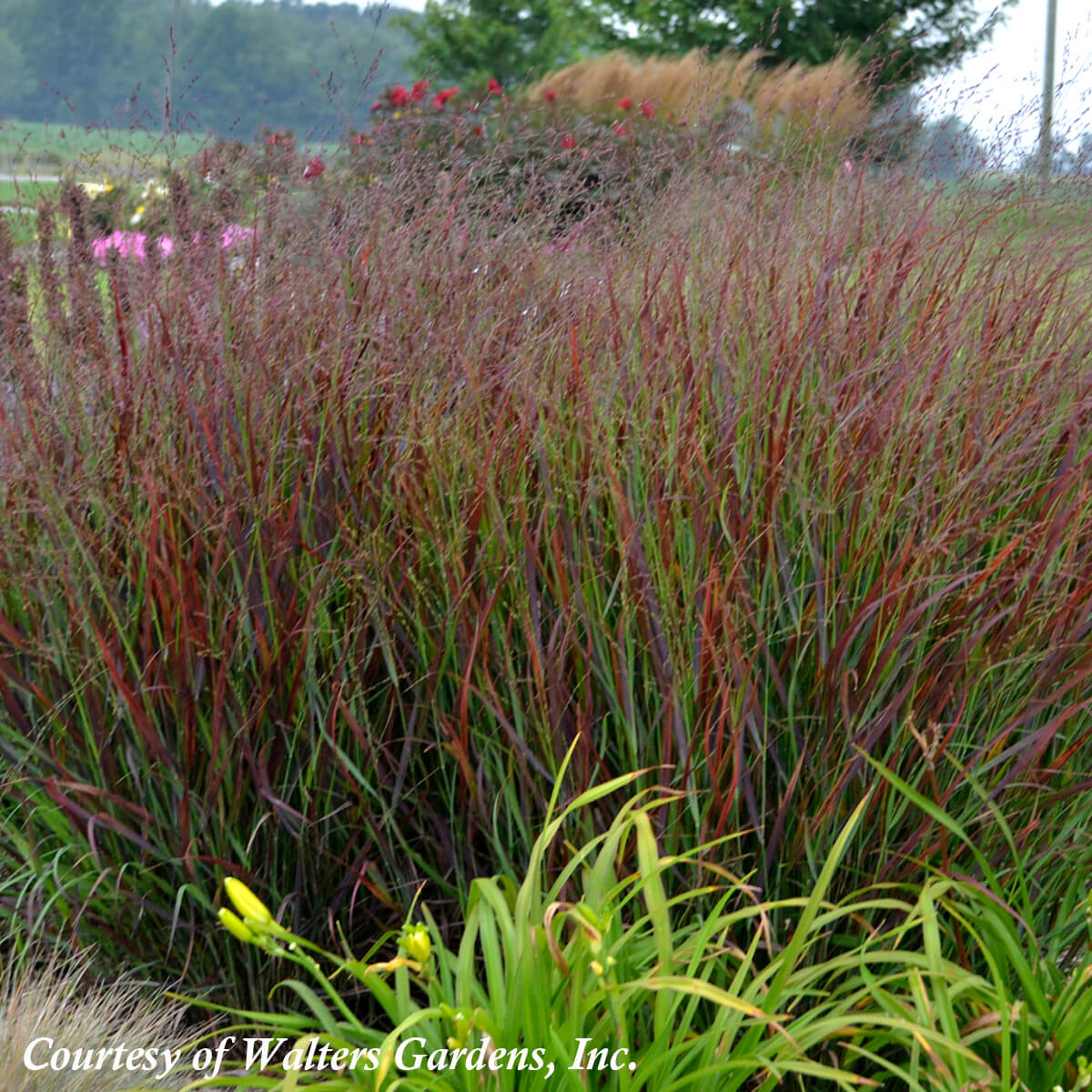 Panicum virgatum 'Cheyenne Sky' Switch Grass