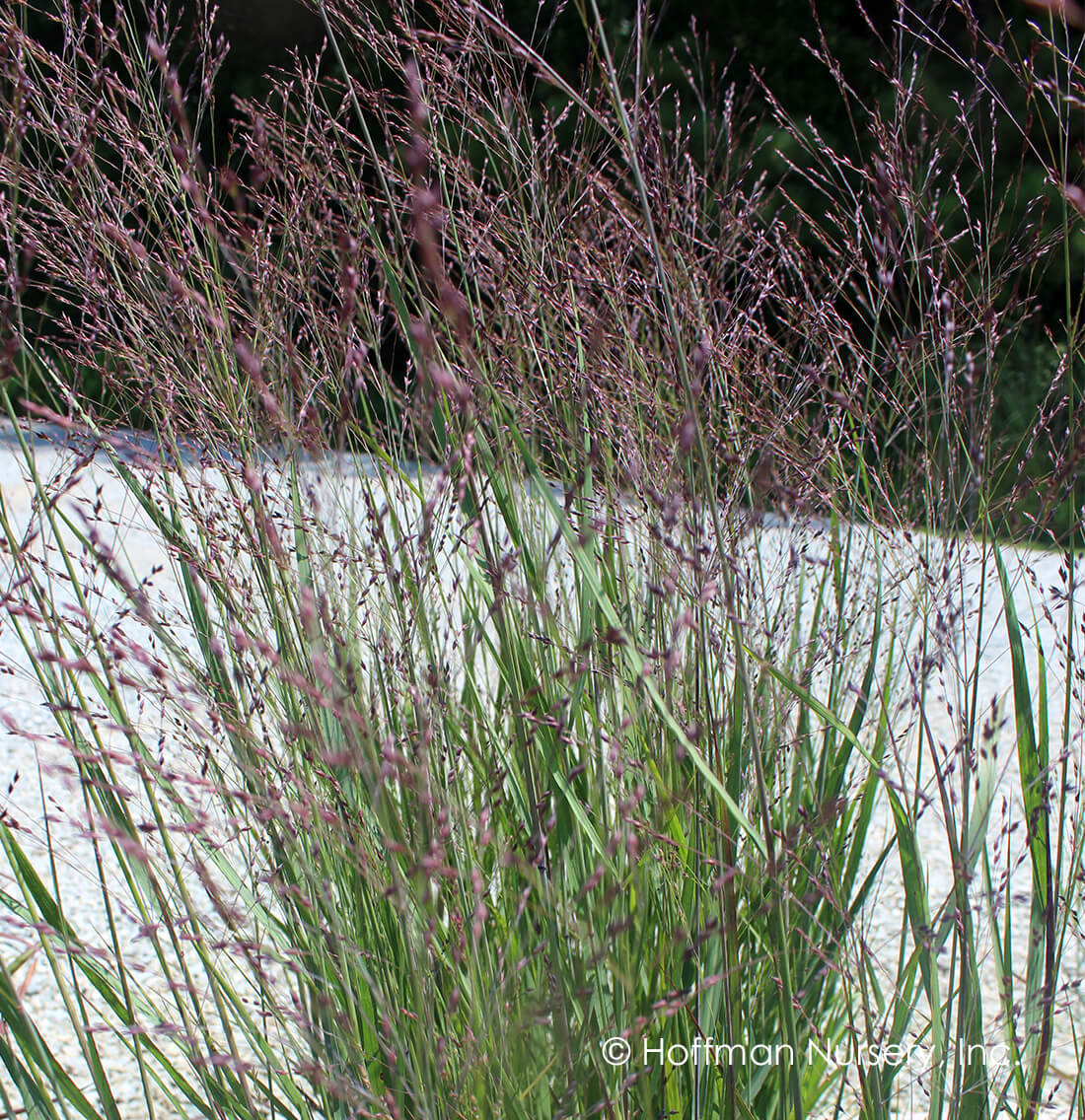Panicum virgatum Purple Tears Switchgrass