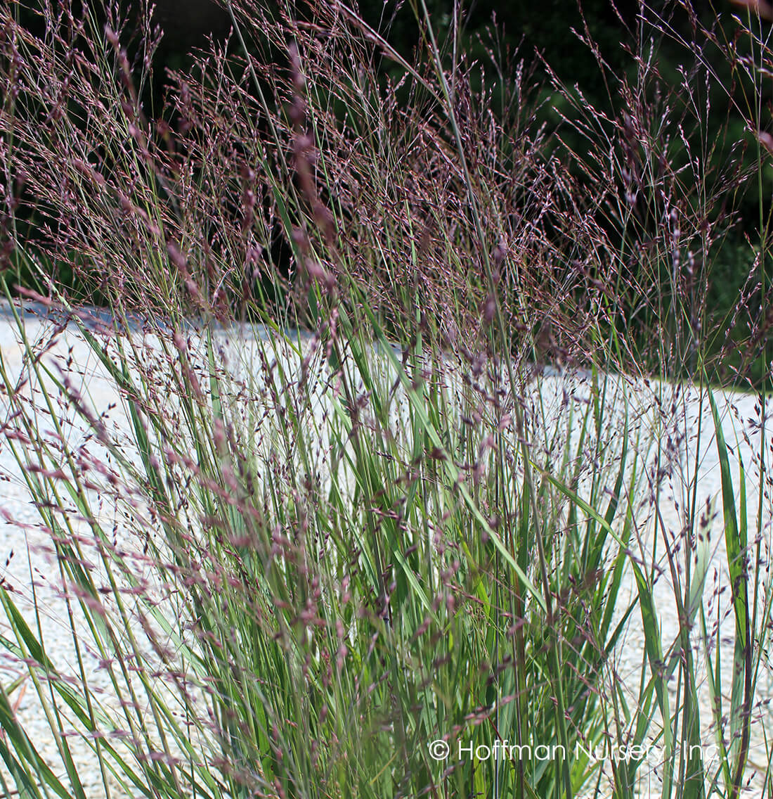 Panicum virgatum 'Purple Tears' Switchgrass