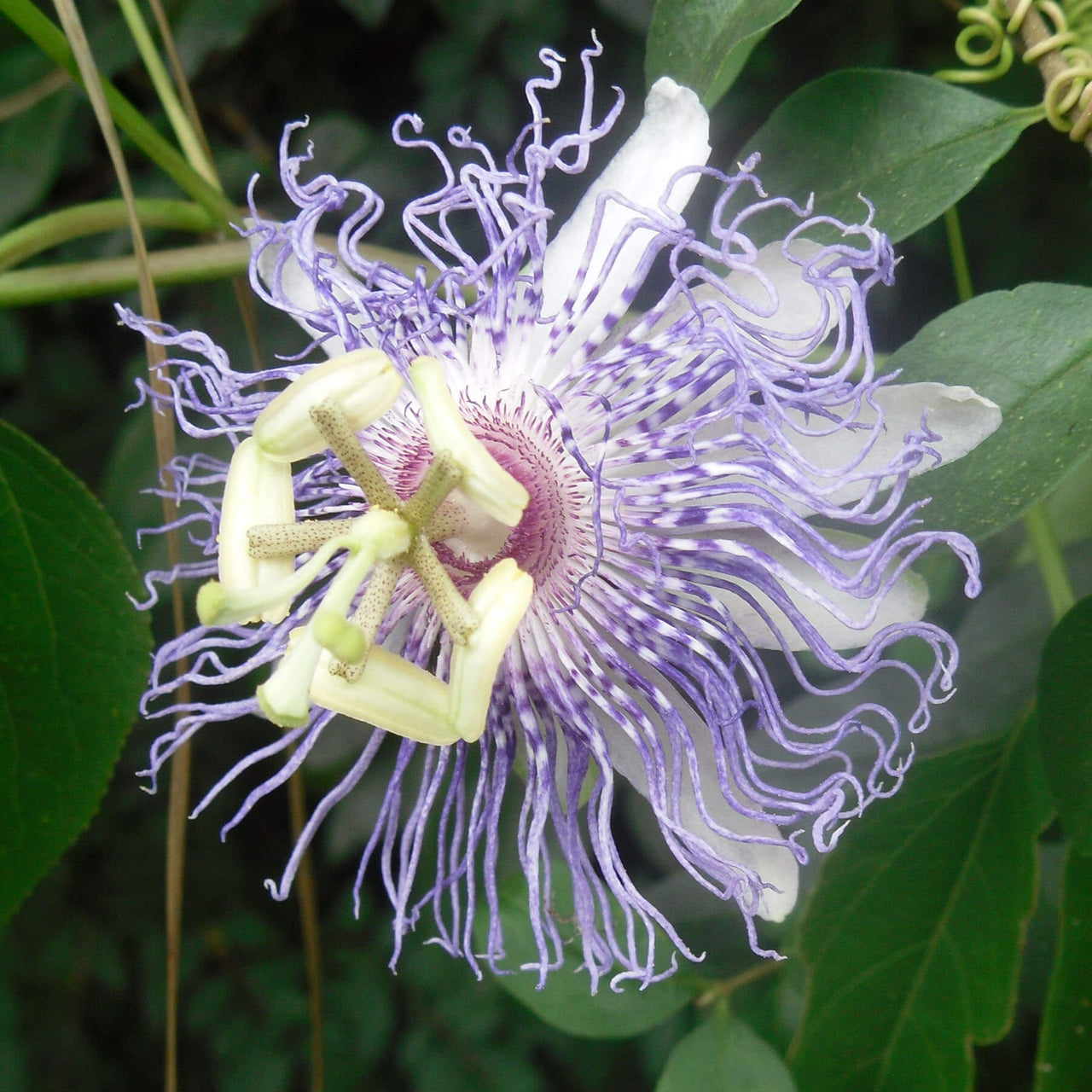 Passiflora incarnata