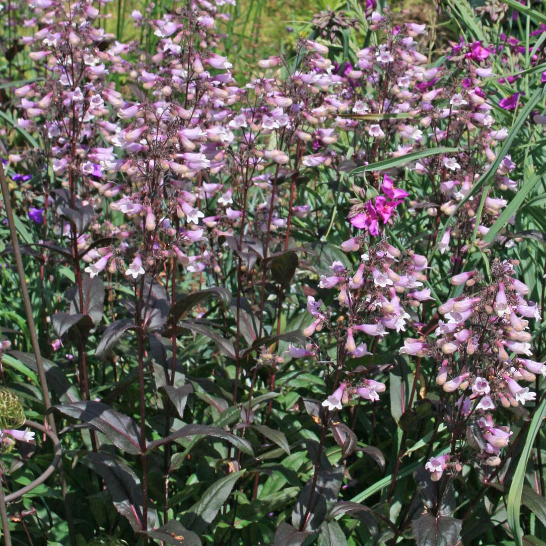 Penstemon 'Dark Towers'