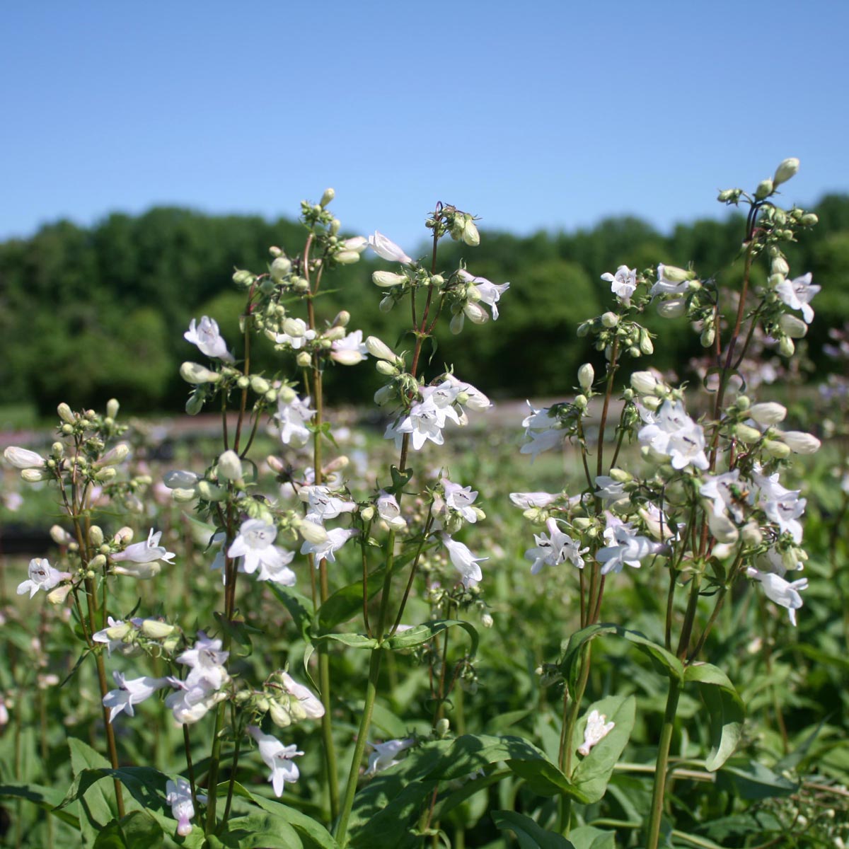 Penstemon digitalis Beardtongue