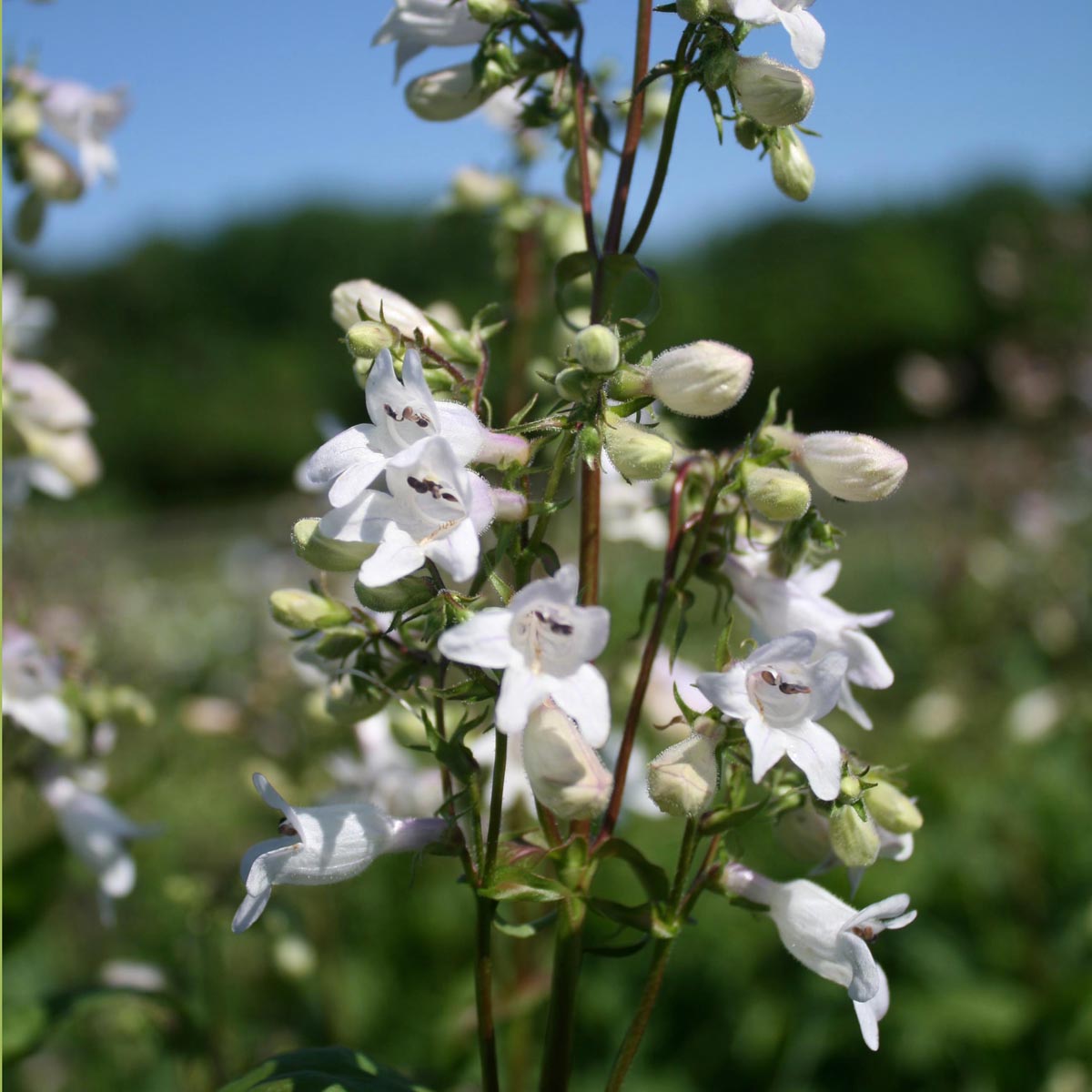 Penstemon digitalis Beardtongue