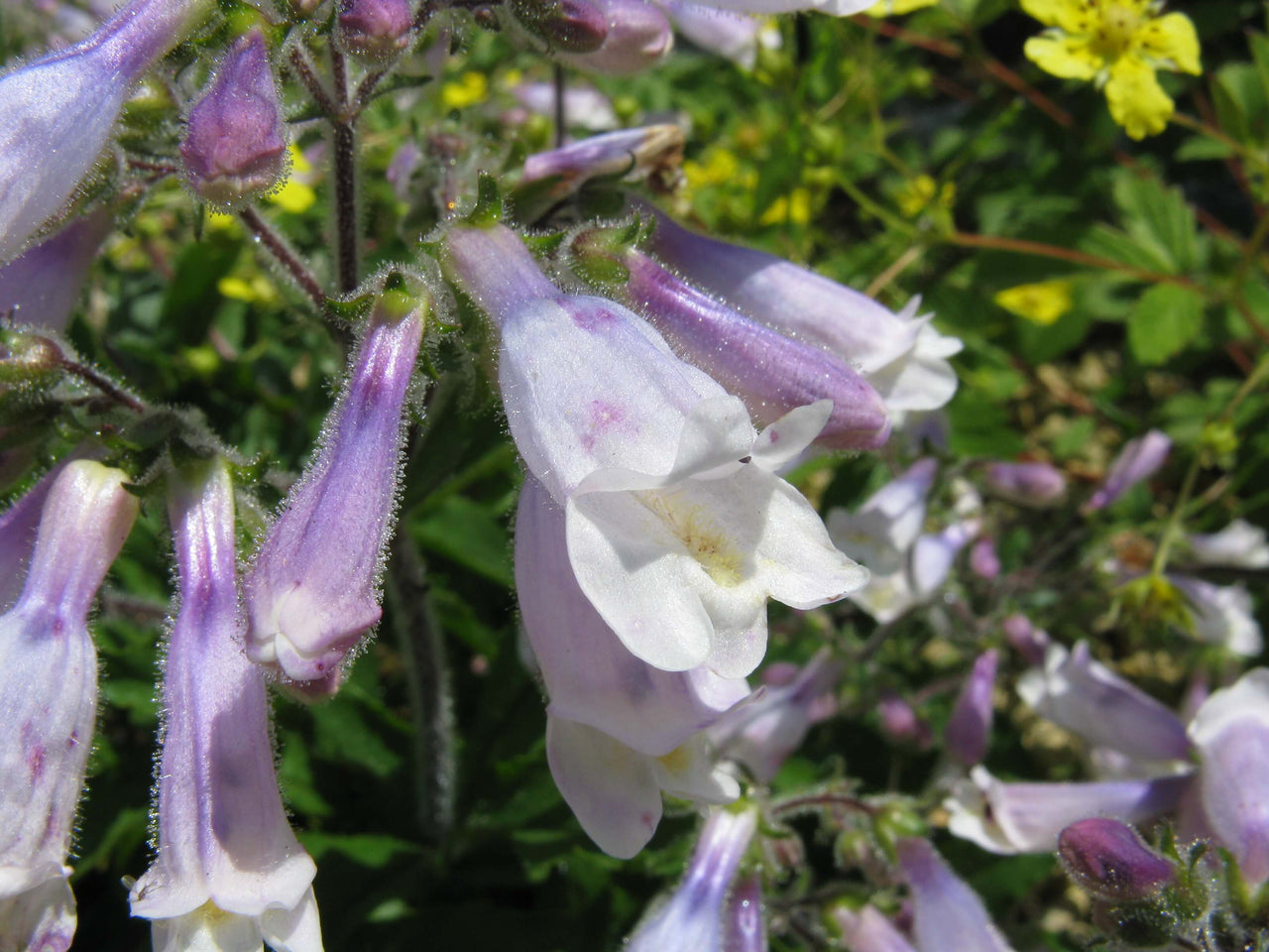 Penstemon hirsutus var. pygmaeus Beardtongue