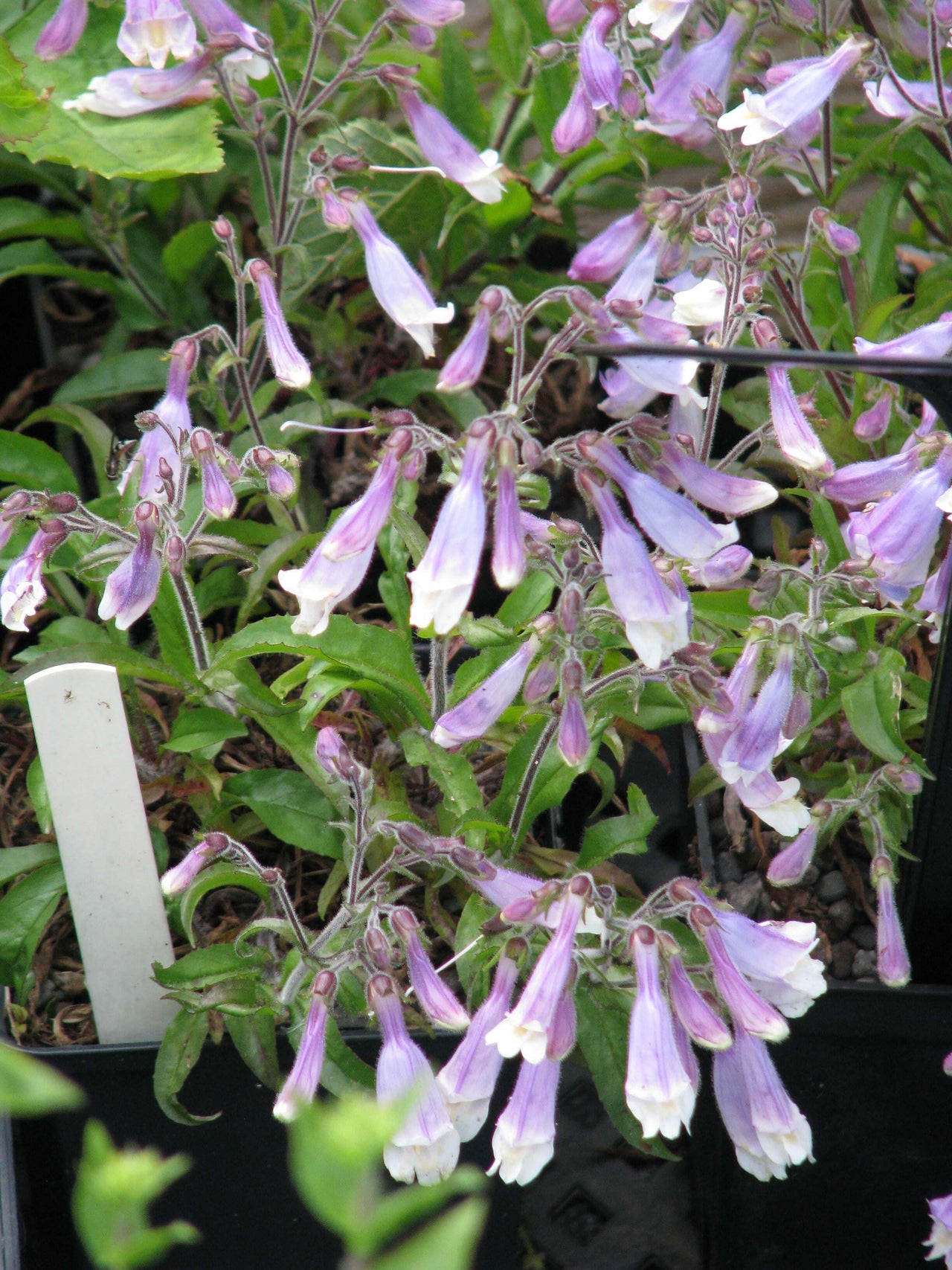 Penstemon hirsutus var. pygmaeus Beardtongue