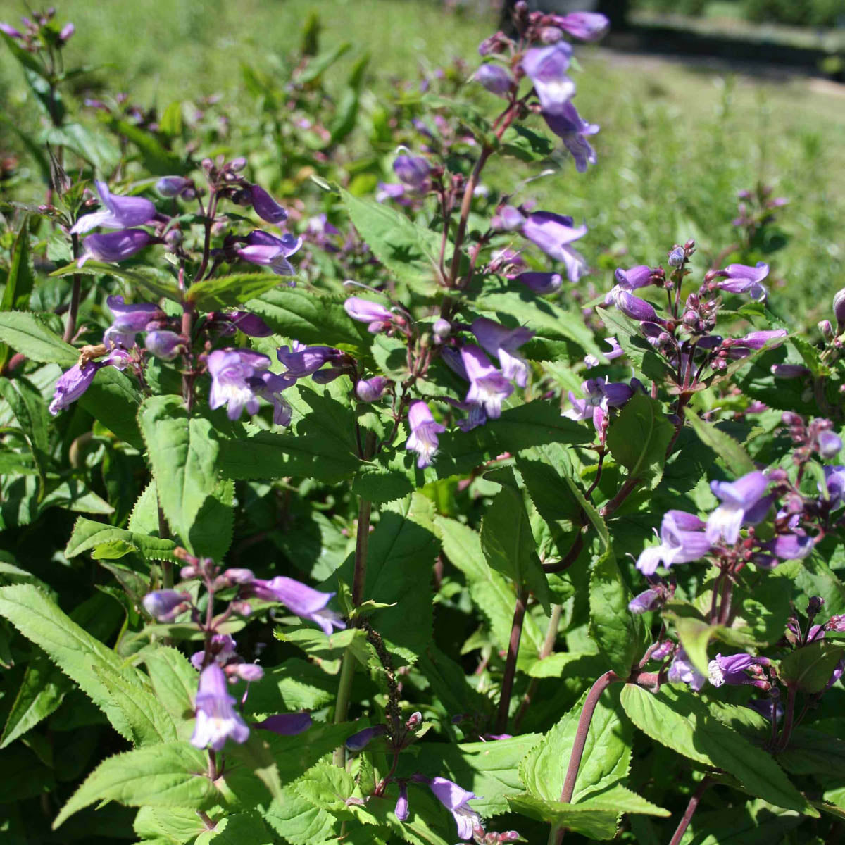 Penstemon smallii Small's Beardtongue