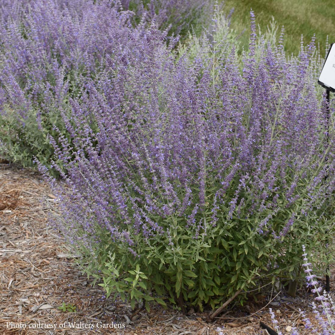 Perovskia 'Prime Time' Russian Sage