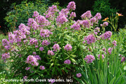 Phlox paniculata Jeana Summer Phlox for sale