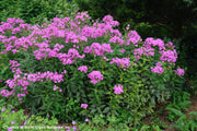 Phlox paniculata Robert Poore Summer Phlox for sale